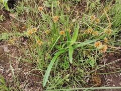 Cyperus semitrifidus