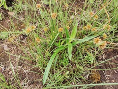 Cyperus semitrifidus
