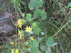 Cineraria glandulosa
