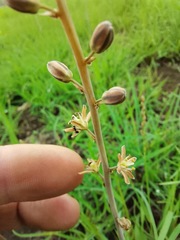 Drimia echinostachya
