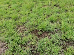 Drimia echinostachya