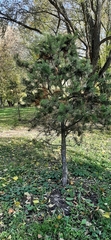 Pinus sylvestris