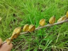 Drimia echinostachya