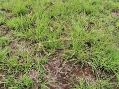 Drimia echinostachya