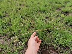 Drimia echinostachya