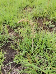 Drimia echinostachya