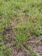Eragrostis
