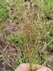 Eragrostis