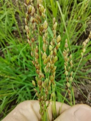 Eragrostis