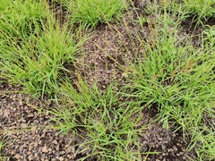 Eragrostis
