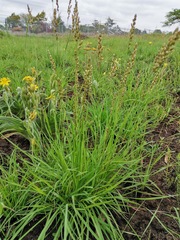 Eragrostis