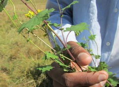 Cineraria glandulosa