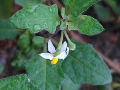 Solanum villosum