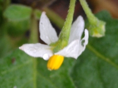 Solanum villosum