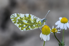 Euchloe ausonia