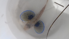 Chelidonichthys lucerna