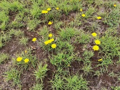 Gazania krebsiana
