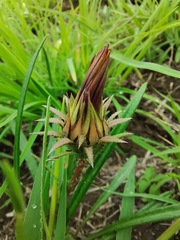 Gazania krebsiana