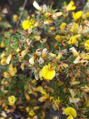 Pultenaea tenuifolia
