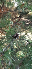 Pinus sylvestris