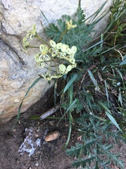 Pelargonium radulifolium