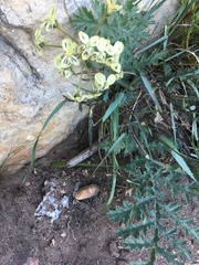 Pelargonium radulifolium