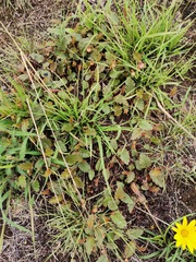 Hermannia depressa