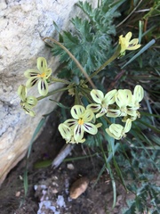 Pelargonium radulifolium