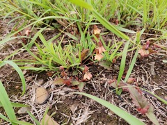 Hermannia depressa