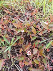 Hermannia depressa