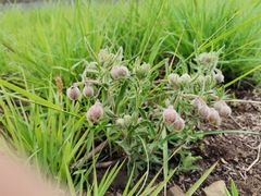 Hermannia grandistipula