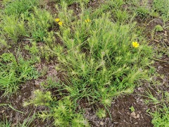 Hilliardiella capensis