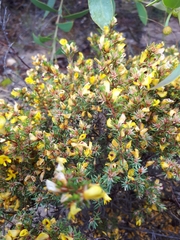 Pultenaea tenuifolia