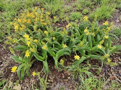 Hypoxis hemerocallidea