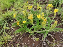 Hypoxis hemerocallidea