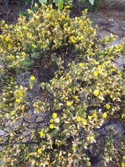 Pultenaea tenuifolia