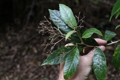 Argophyllum nullumense