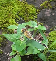 Diplacodes trivialis