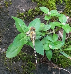 Diplacodes trivialis