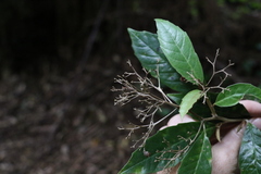 Argophyllum nullumense