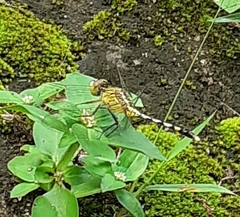 Diplacodes trivialis