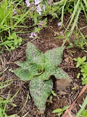 Ledebouria ovatifolia