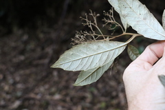Argophyllum nullumense