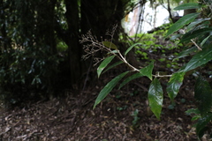 Argophyllum nullumense