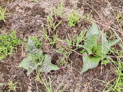Ledebouria ovatifolia