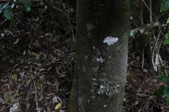 Argophyllum nullumense