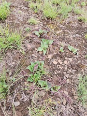 Ledebouria ovatifolia
