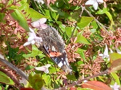 Vanessa atalanta