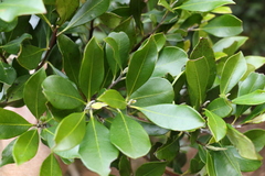 Tristaniopsis collina