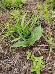 Ledebouria ovatifolia